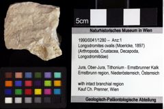 Foto (Objket + Etiketten) von Longodromites ovalis (Moericke, 1897) 